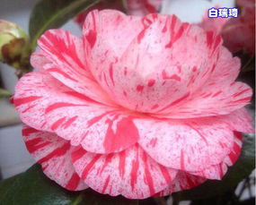 空气凤梨市场价不一，新手养植需了解其生长习性