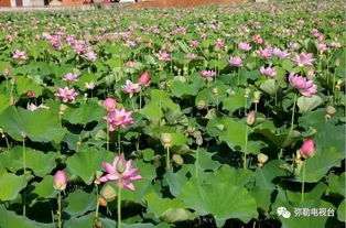 七、荷花藕的烹饪方法