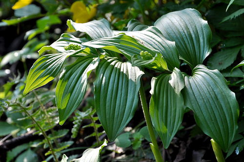 珍稀植物的魅力