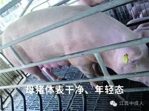 母猪补气养血的是什么？养猪高手是如何运用气血管理诀窍的？