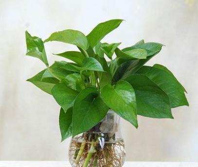 光照， 绿萝的小太阳