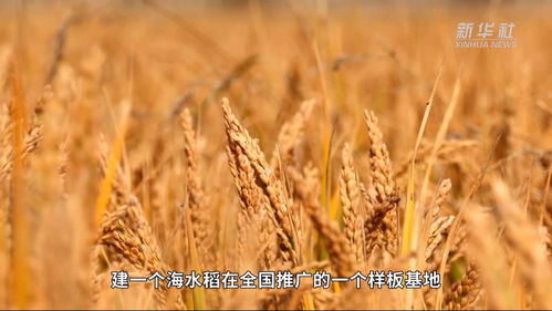 无瓣海桑：耐盐碱速生树