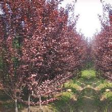 红叶李春季扦插技术要点解析