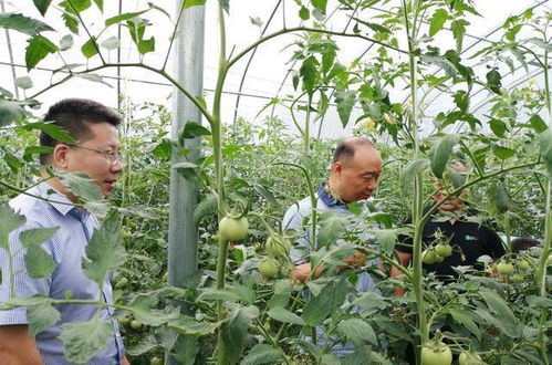 网购花种选哪家靠谱？揭秘黄金产区与假货陷阱！