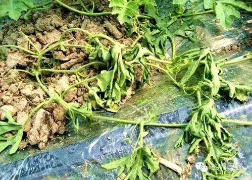 农药治疗，关键时候还得靠它