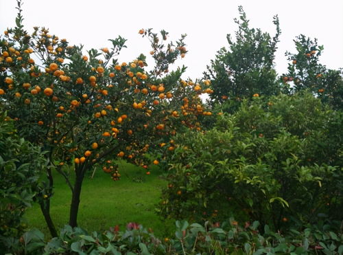 花期前的磷钾盛宴