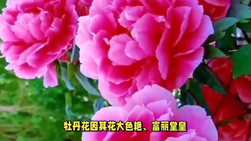 中国国花之谜，究竟是什么花