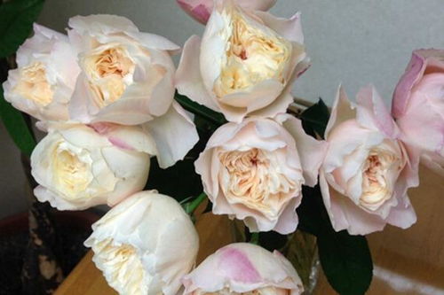 月季花开，美丽心情