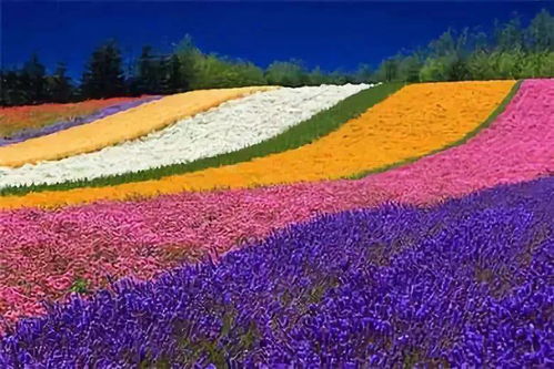 花香四溢·诗意盎然花海