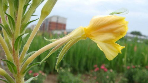 夏日花草蔫了？揭秘高温下的生存之道