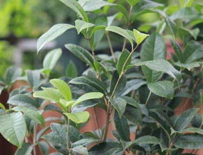 修剪，它的“美容术”