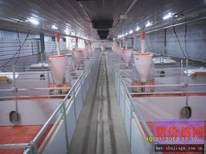 山东中慧牧业杨猪场：全美式养殖