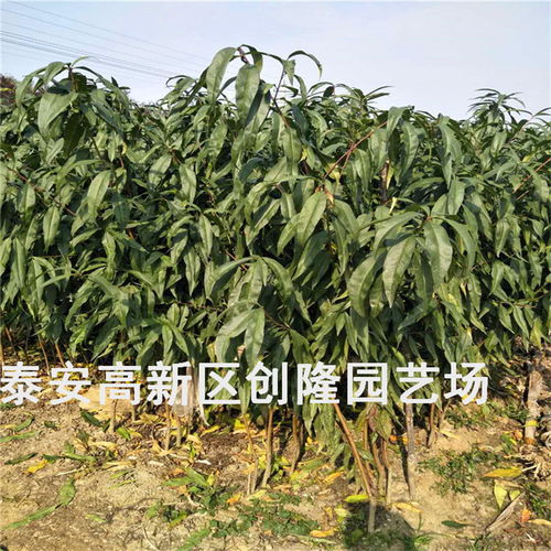 掌握桃树冬剪黄金时机：高效修剪技巧与要点