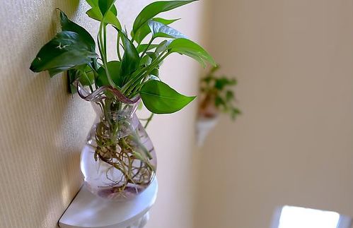 如何科学管理鱼缸水培绿萝，使其在水中生长更加旺盛茂盛