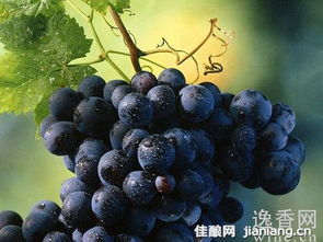 葡萄种植技术大全中，如何根据土壤类型选择合适的葡萄品种
