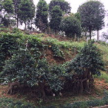 湖南苗木花木：绿意盎然新风尚