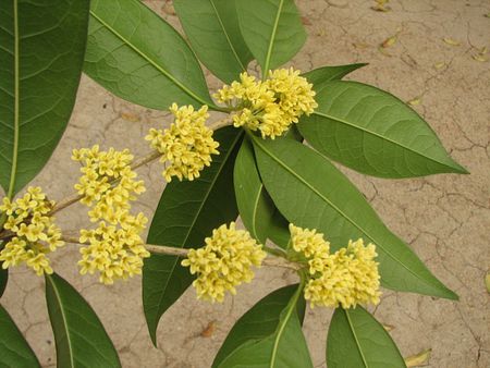 桂花浇叶？为何不能