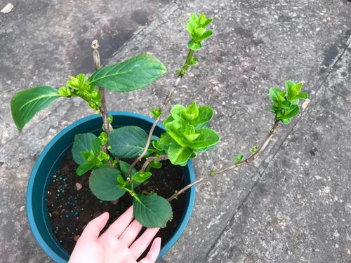 技巧二：光照要充足