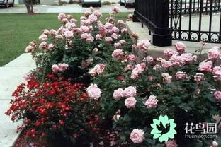 保罗二世月季：花香四溢， 耐寒抗病，北方种植正当时