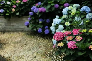 三、 独特的绣球花