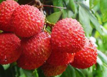 美容养颜的秘密武器