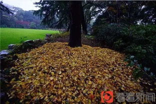 冬天种植， 先得堪天气