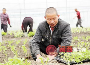 龙岩市蔬菜生产成本收益调查报告