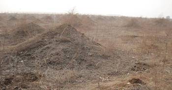 墓地周围的树木选择与种植技巧