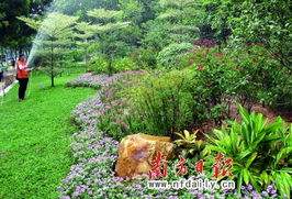 云南黄素馨：花香四溢的灌木