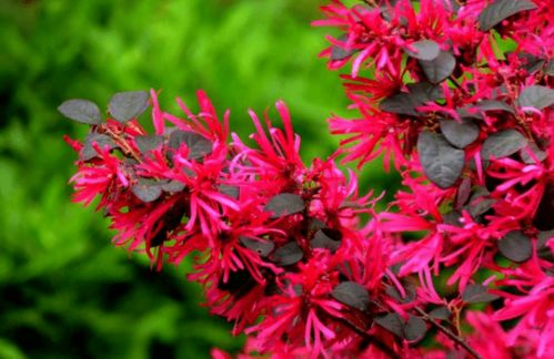 修剪的误区与教训