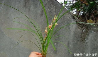 名贵兰花图片来了这些珍稀品种你认识几种