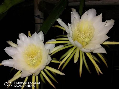 昙花：美丽与食用的双重享受