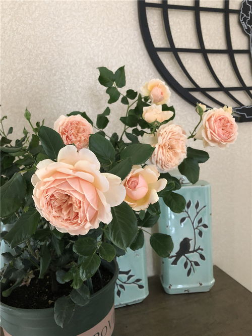 关键一：换土如换新颜