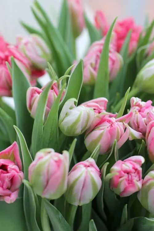 毒性植物红黑榜