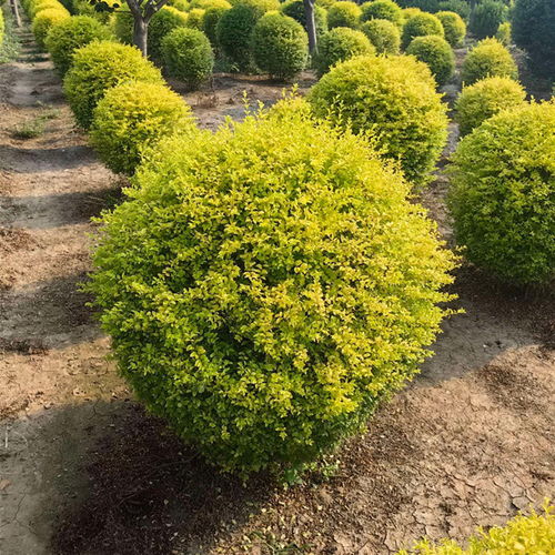 黄杨球苗木规格揭秘