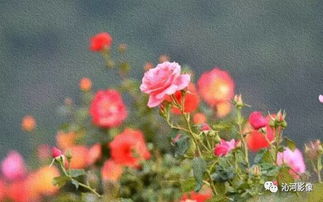 月季与诗词的奇妙缘分