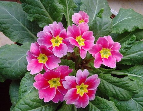 樱花草与报春花：同花异名之谜