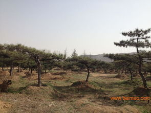 探寻15公分造型黑松的价格之谜