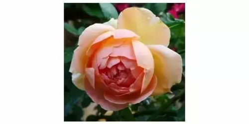 品种介绍：人间天堂月季