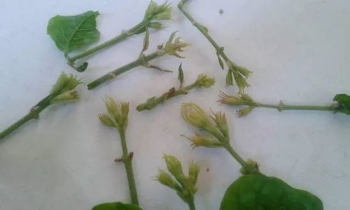 萝卜种植深度秘诀，爆款花卉种植指南