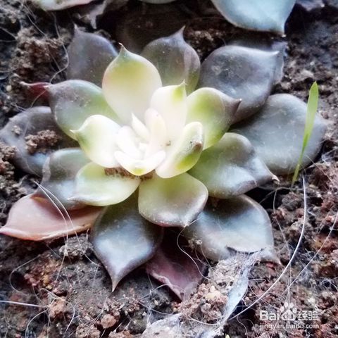 多肉植物掉叶子怎么办？如何挽救