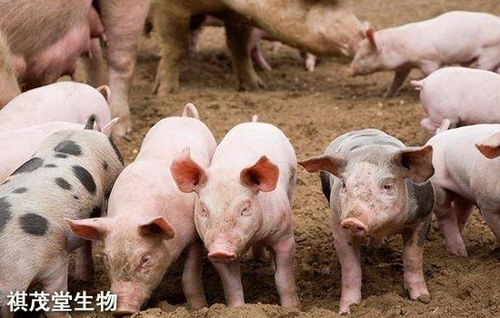 “30多头母猪自繁自养基地建设及资金规划”