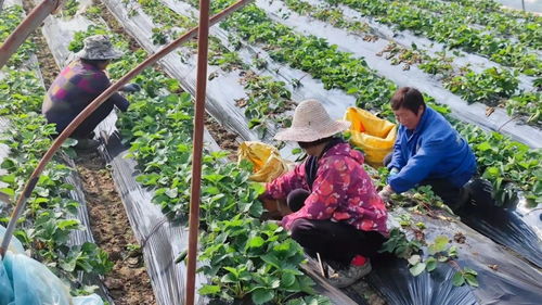 “农事不误，水滴珍贵