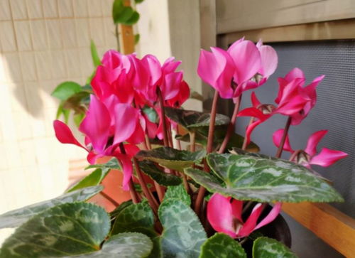 常见问题解答：矮牵牛开花问题