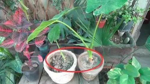 “花卉养护，适时浇水施肥