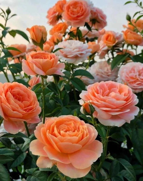 奇迹女神月季的花期探秘