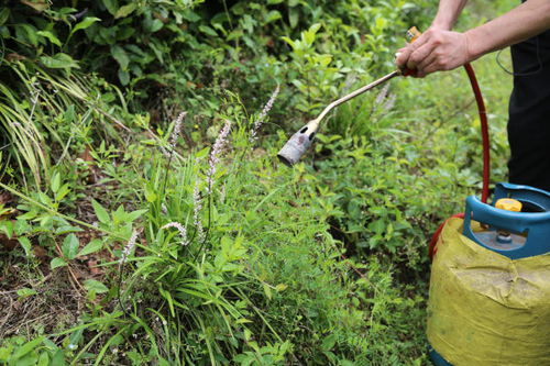 森泰除草剂， 了解一下