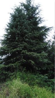 我的小雪松, 价不高,情geng深