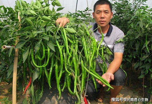 辣椒专用杀菌剂， 保护辣椒苗的“卫士”