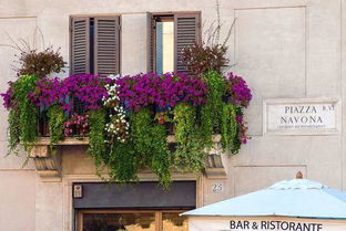 下面我来给大家推荐几种适合在栏杆上种植的花卉：